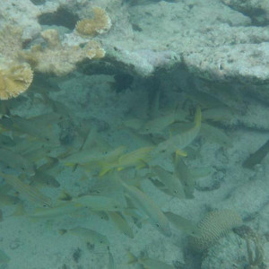 Snorkeling