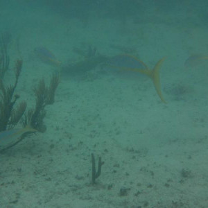 Snorkeling