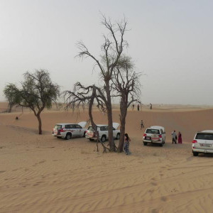 Desert Safari