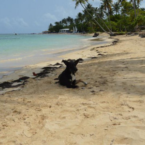 Samaná