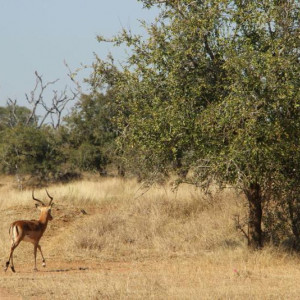 HlaneRoyalPark  (6)