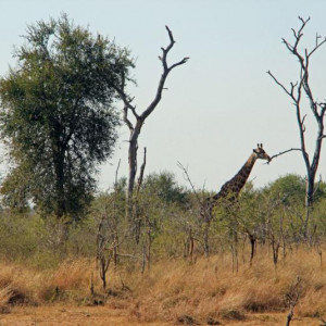 HlaneRoyalPark  (13)