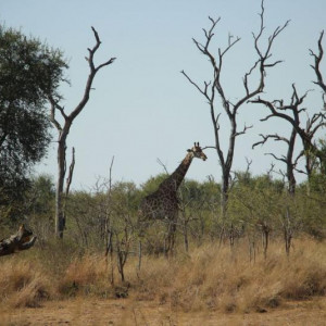 HlaneRoyalPark  (14)