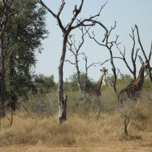 HlaneRoyalPark  (15)