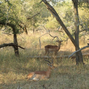 HlaneRoyalPark  (30)