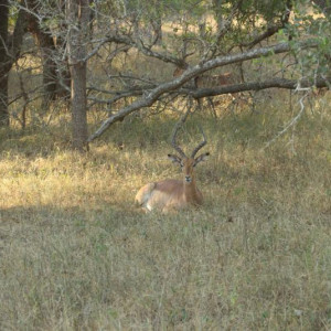 HlaneRoyalPark  (31)