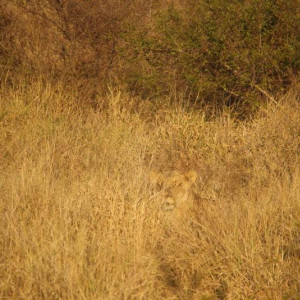 HlaneRoyalPark  (33)