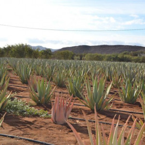 Aloe vera