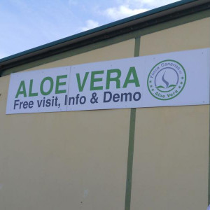 Aloe vera