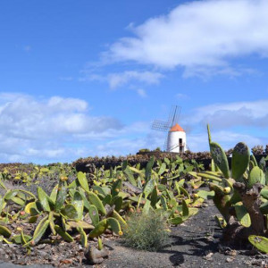 parque dos cactus
