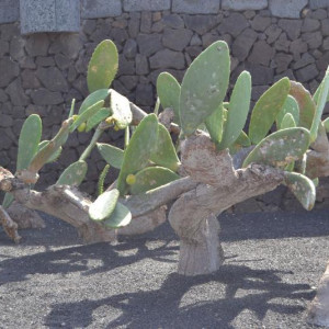 parque dos cactus