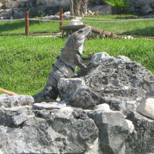 IMG 0516