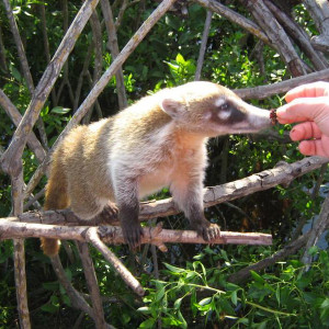 Coatis do hotel