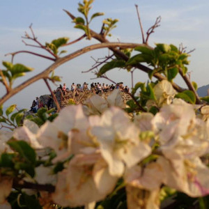 DSC03910Oia (Copiar)