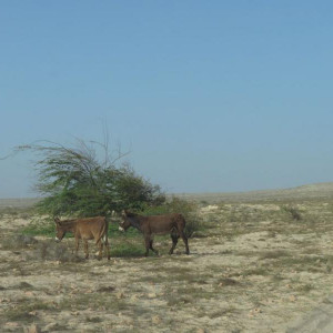 IMG 0999 (Copiar)