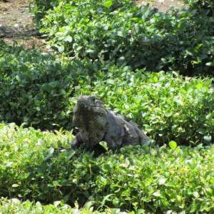IMG_1805.JPG