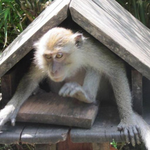 trilho dos macacos - krabi