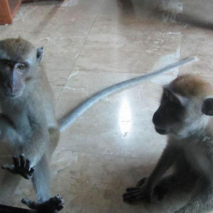 macacos na entrada do quarto - Krabi