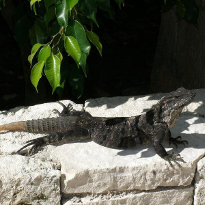 Iguana no passeio