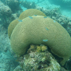 Coral na praia do Catalonia