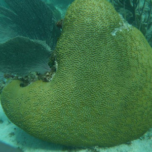Outro Coral