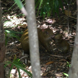 Fauna local