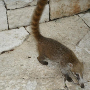 Coati no passeio