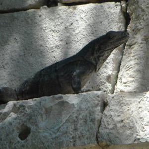 Iguana no pórtico