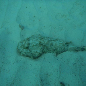 Peixe rocha?