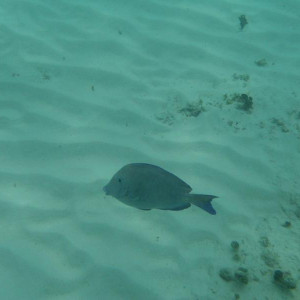 Peixe azul