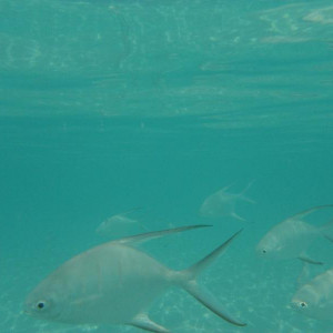 Peixe prata