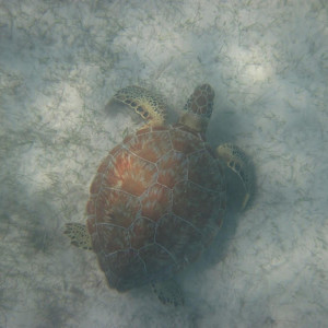 Playa Akumal 5