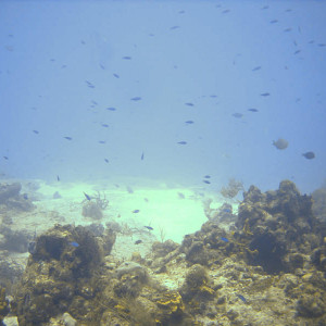 Santa Rosa