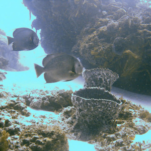 Angelfish