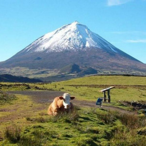pico