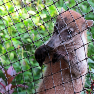 Coati