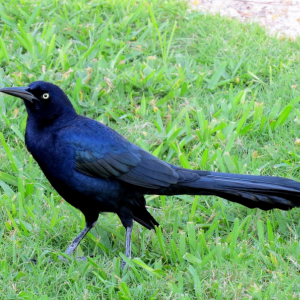 Animal