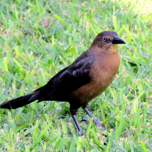 Animal 1