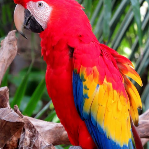 Xcaret4