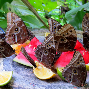 Xcaret7