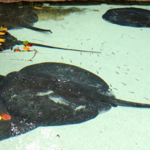 Xcaret9