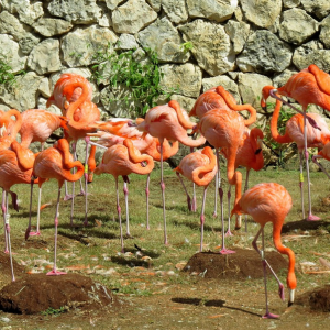 Xcaret8