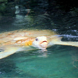 Xcaret13