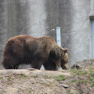 Urso
