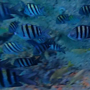 Snorkling
