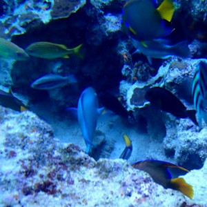 Peixes na gruta