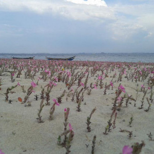 Praia do Monte Branco