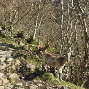 Bulnes