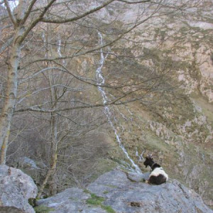 Bulnes