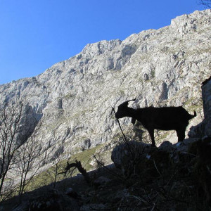 Bulnes